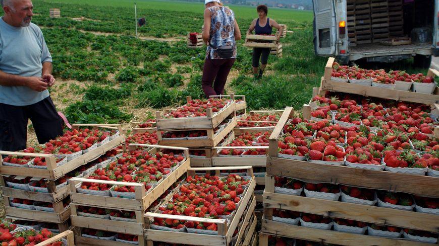 Des travailleurs agricoles cueillent des fraises dans un champ.