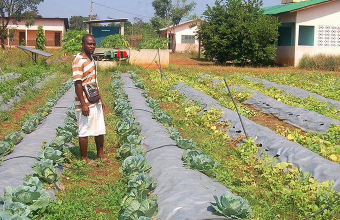 Un homme se tient dans un champ de chou et de courges, avec une bâche plastique noire entre les rangées.